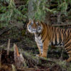 Sanjiv is a male Sumatran tiger who has arrived at a captive breeding center in Tacoma, Washington. Photo by Katie Cotterill for Point Defiance Zoo and Aquarium. Sanjiv.