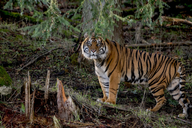 Sanjiv is a male Sumatran tiger who has arrived at a captive breeding center in Tacoma, Washington. Photo by Katie Cotterill for Point Defiance Zoo and Aquarium. Sanjiv.