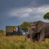 Sara Beery observes elephants in the field at Mara North Conservancy in Kenya with the Mara Elephant Project’s long-term monitoring team. The tuskless mother elephant is known as ID129. Image courtesy of Chags Photography for the Mara Elephant Project.