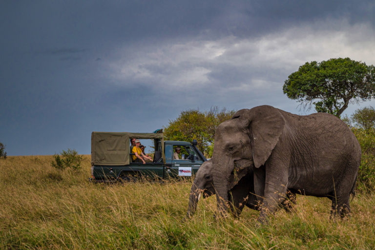 Sara Beery observes elephants in the field at Mara North Conservancy in Kenya with the Mara Elephant Project’s long-term monitoring team. The tuskless mother elephant is known as ID129. Image courtesy of Chags Photography for the Mara Elephant Project.