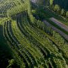 A U.S. agroforestry based farm shows rows of perennial shrubs and trees with annual crops growing between. Photo courtesy of the Savanna Institute.