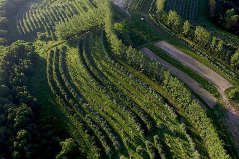 A U.S. agroforestry based farm shows rows of perennial shrubs and trees with annual crops growing between. Photo courtesy of the Savanna Institute.