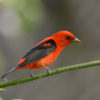 Scarlet tanager. Photo by Jen Goellnitz via Flickr (CC BY-NC 2.0)