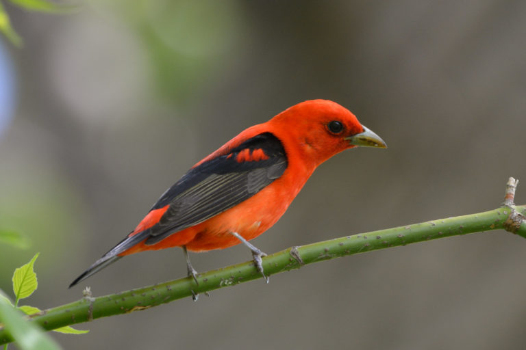 Scarlet tanager. Photo by Jen Goellnitz via Flickr (CC BY-NC 2.0)