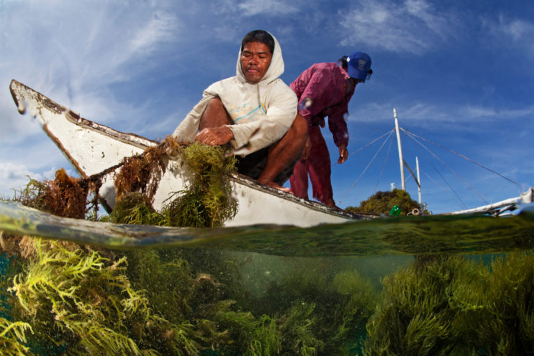 Seaweed harvesting in the Philippines.