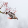 A Bohemian waxwing takes off with a fruit in its bill. (Photo by Christine Johnson)