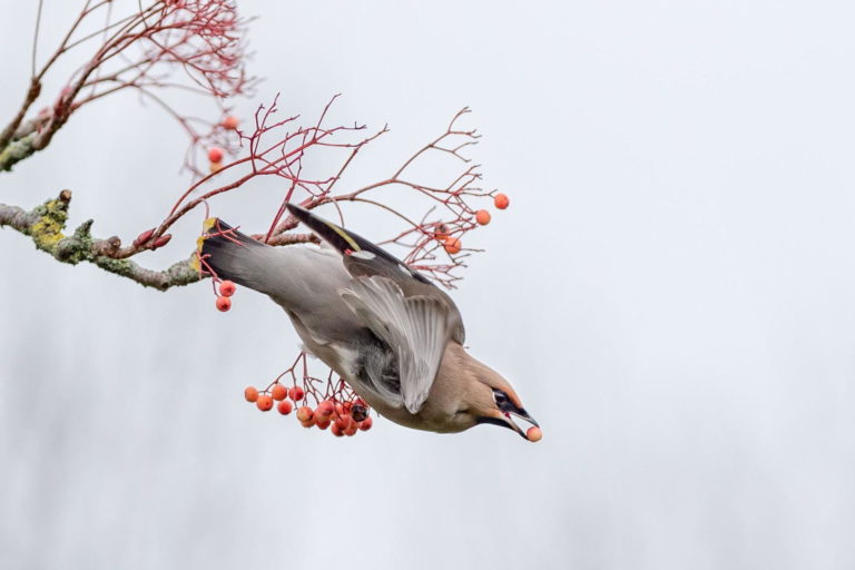 A Bohemian waxwing takes off with a fruit in its bill. (Photo by Christine Johnson)