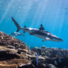 A reef shark in Fiji.