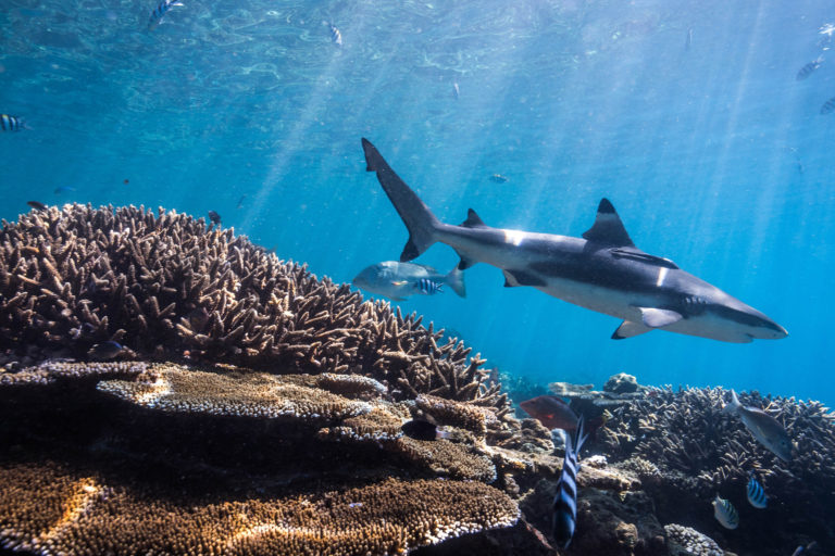 A reef shark in Fiji.