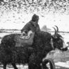 A Sherpa with a yak at the base camp of Sagarmatha.