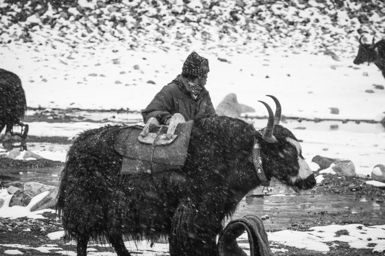 A Sherpa with a yak at the base camp of Sagarmatha.