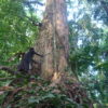 Tree measuring