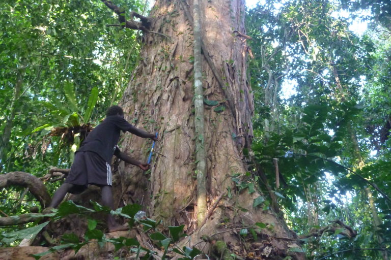 Tree measuring