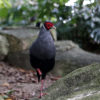 A Siamese fireback.