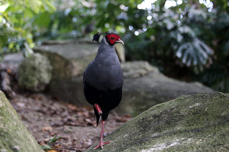 A Siamese fireback.