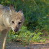 A side-striped jackal (Lupulella adusta), one of the many species that inhabits the Mau Forest. Image by Bernard Dupont via Wikimedia Commons (CC BY-SA 2.0).