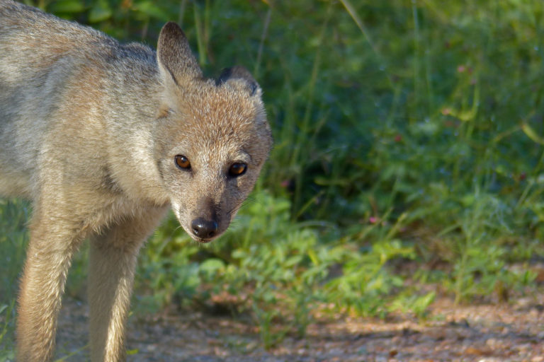 A side-striped jackal (Lupulella adusta), one of the many species that inhabits the Mau Forest. Image by Bernard Dupont via Wikimedia Commons (CC BY-SA 2.0).