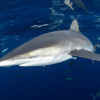 A silky shark.