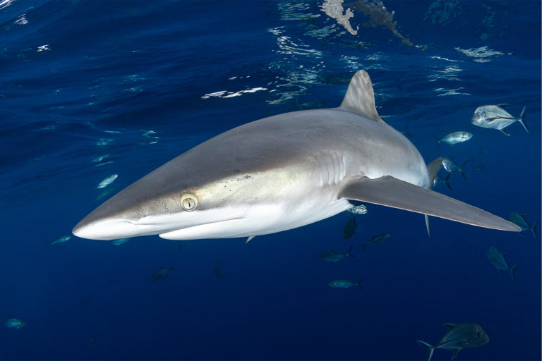 A silky shark.