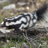 Western spotted skunk (Spilogale gracilis). Image by Robby Heischman courtesy of the Field Museum.