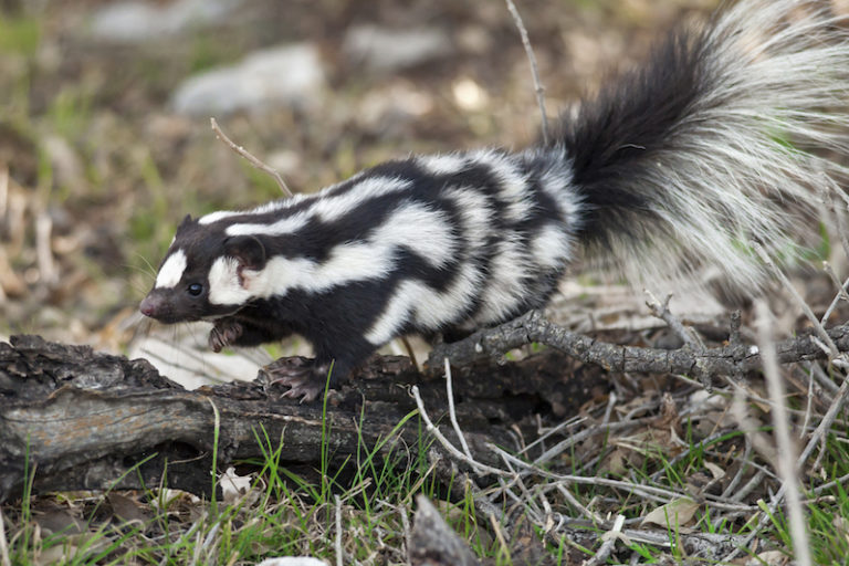 Western spotted skunk (Spilogale gracilis). Image by Robby Heischman courtesy of the Field Museum.