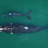 Climate change challenges southern right whale survival. Following strong El Niño events a high proportion of females were missing from their breeding sites. After one year of gestation followed by another year of lactation, reproductive females are vulnerable to a reduced availability of krill, and they may potentially fail to fully recover. Photo by Nicolás Lewin