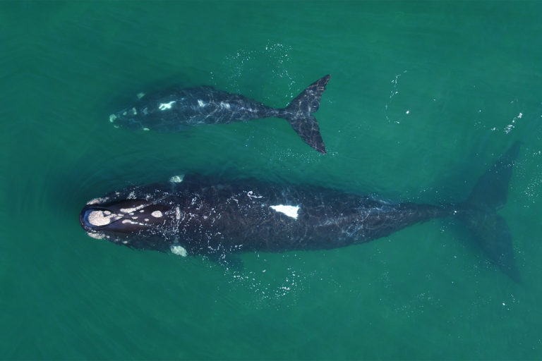 Climate change challenges southern right whale survival. Following strong El Niño events a high proportion of females were missing from their breeding sites. After one year of gestation followed by another year of lactation, reproductive females are vulnerable to a reduced availability of krill, and they may potentially fail to fully recover. Photo by Nicolás Lewin