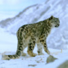 A snow leopard in the Himalayan landscape.