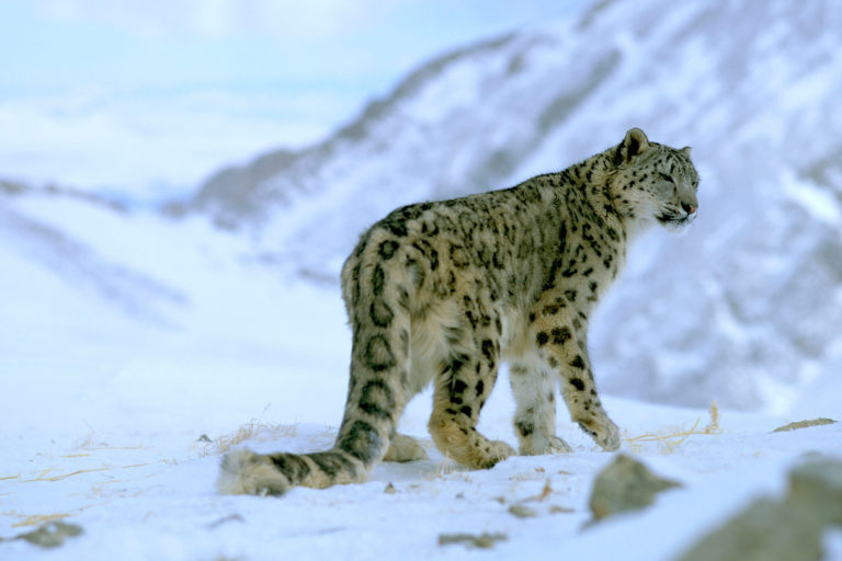 A snow leopard in the Himalayan landscape.