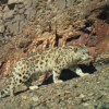 A snow leopard captured by a camera trap.