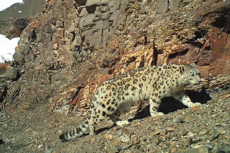 A snow leopard captured by a camera trap.