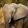Wild elephant in South Africa. Photo credit: Rhett A. Butler