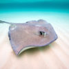 A southern stingray.