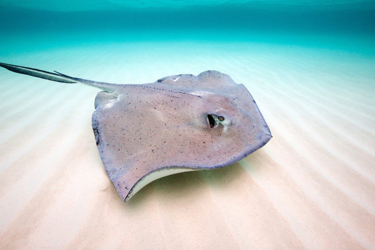 A southern stingray.