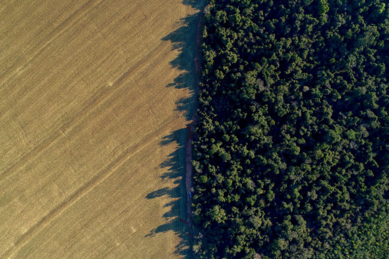 Soy-forest boundary. Photo credit: Mighty Earth