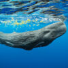 A sperm whale calf swims near the surface in waters off Dominica.