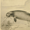 Illustration of a Stellar's sea cow.