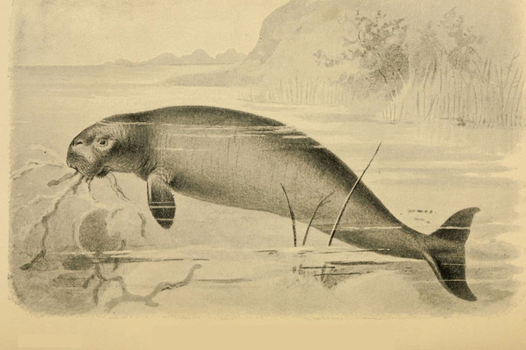 Illustration of a Stellar's sea cow.