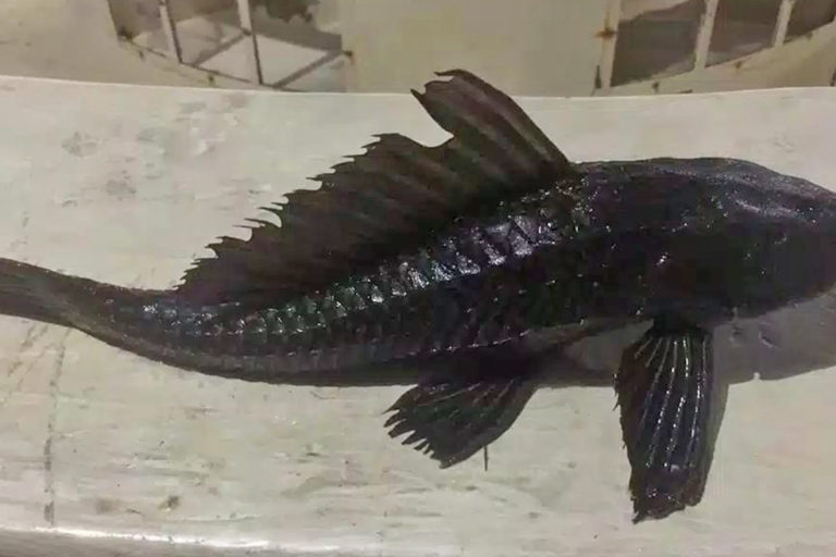 A suckermouth catfish.