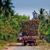 Harvested sugarcane in Karnataka, India.