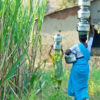 Women carry water next to sugarcane crops.