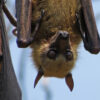 A Sulawesi flying fox.