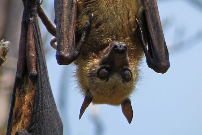 A Sulawesi flying fox.