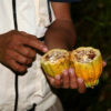 Rotten cacao pod. Photo credit: Rhett A. Butler
