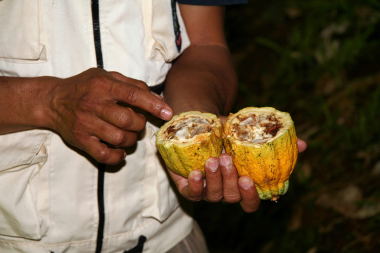 Rotten cacao pod. Photo credit: Rhett A. Butler