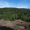 New oil palm planting near a protected area in Indonesia. Image by Rhett A. Butler/Mongabay.