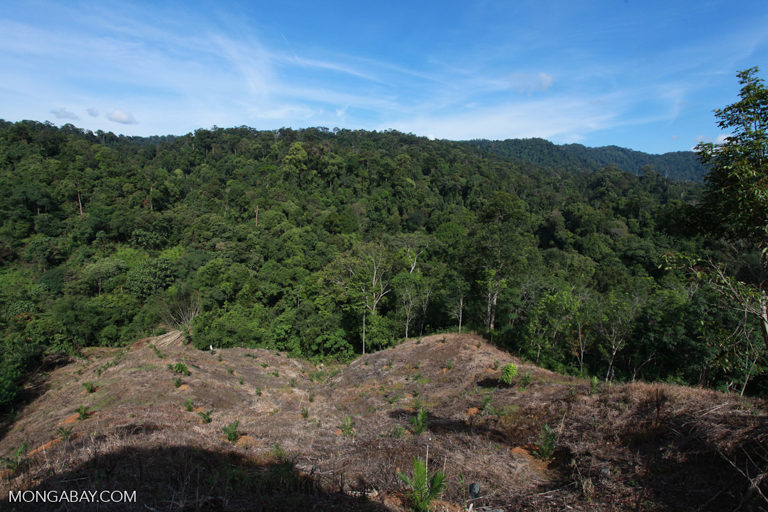 New oil palm planting near a protected area in Indonesia. Image by Rhett A. Butler/Mongabay.