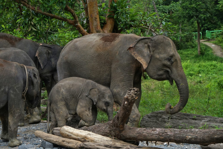 A herd of elephants in Cot Girek.