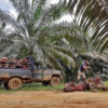 Independent oil palm farmers from Talang Durian Cacar.