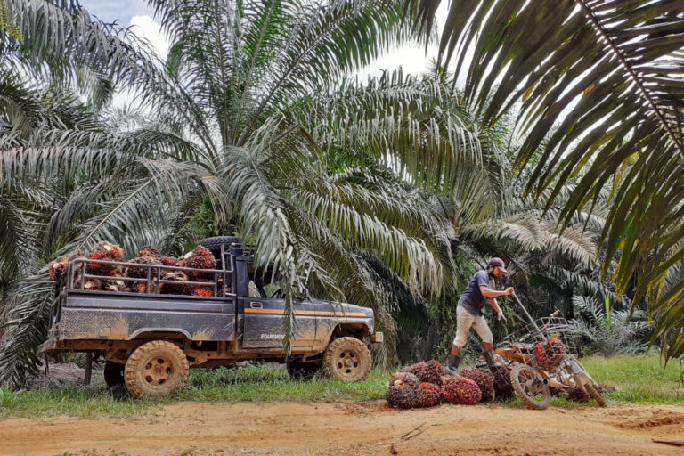 Independent oil palm farmers from Talang Durian Cacar.